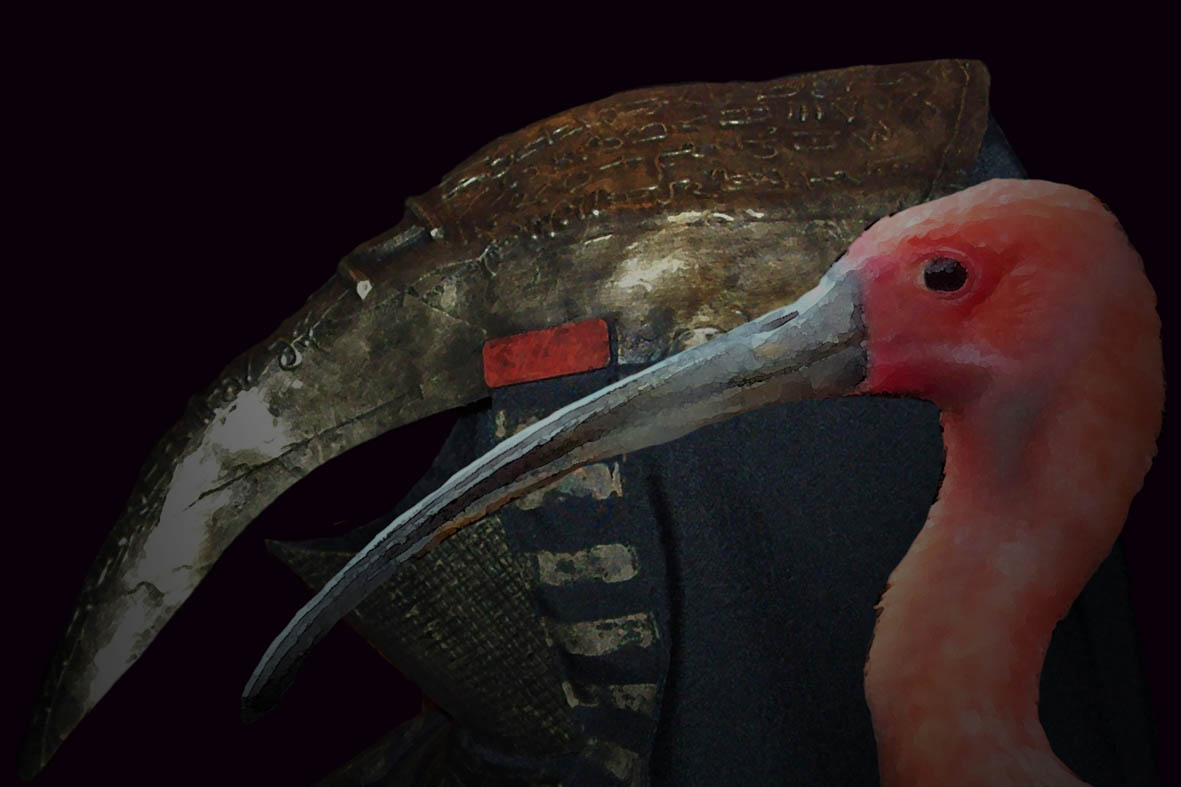 PAEIK30_red-ibis